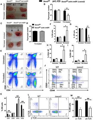 SOCS3 Expression by Thymic Stromal Cells Is Required for Normal T Cell Development